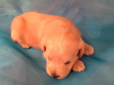 Female red Schnoodle Pup for sale #5 Born 1-25-13|Purebredpups is offering Better deals on Puppies than Most Schnoodle Dog Breeders in Florida 2